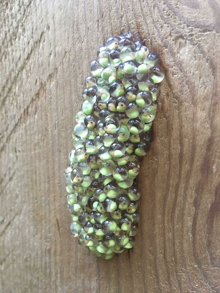 Here Are Some Frog Eggs That I Found