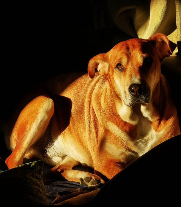 My Boy Doug, Looking Like A Masterpiece From The Dutch Golden Age. Look At That Shadow And Light!