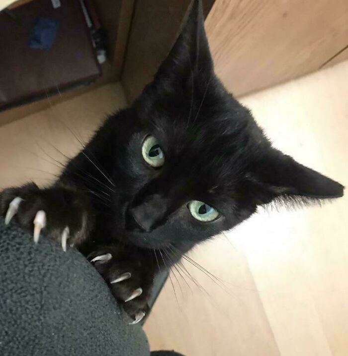 Black cat with sharp claws gripping a surface, gazing intently with bright green eyes.