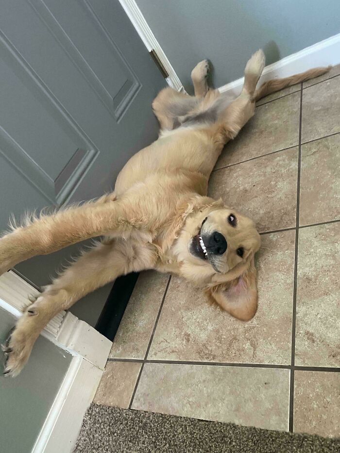 Golden retriever lying on tiled floor with a hilarious derpy expression, looking playful and goofy indoors.
