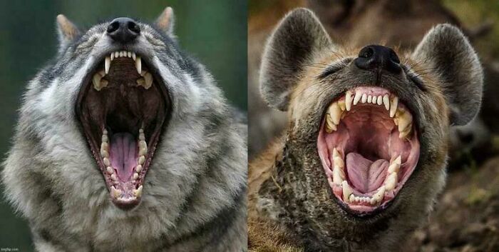 Yawning wolf and hyena showcasing nature's ferocity with open jaws and sharp teeth.