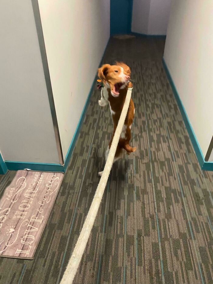 Derpy dog holding its leash in its mouth while standing on a hallway carpet, showing funny and playful behavior.
