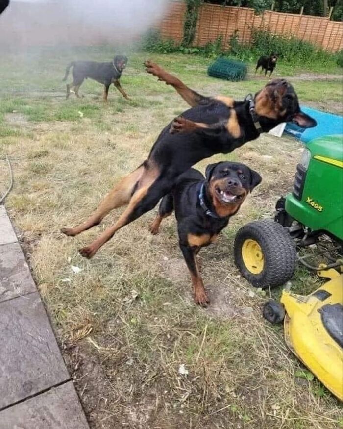 Two dogs playing energetically in a yard next to a lawnmower, capturing a moment of unexpected action.