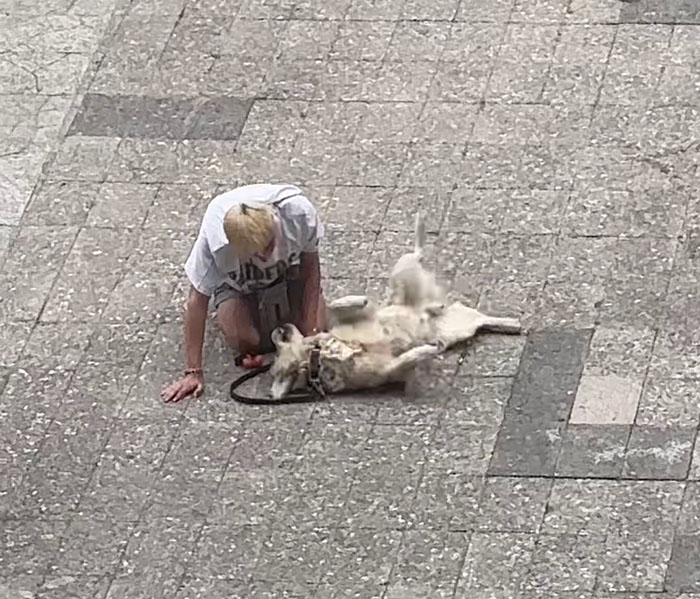 Video Of Guy Trying To Convince His Dog To Keep Walking Home Goes Viral As The Dog Refuses To Move Video Of Guy Trying To Convince His Dog To Keep Walking Home Goes Viral As The Dog Refuses To Move
