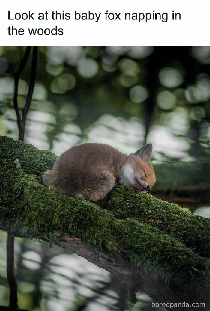 Animal-Memes-Youronlysourceofserotonin