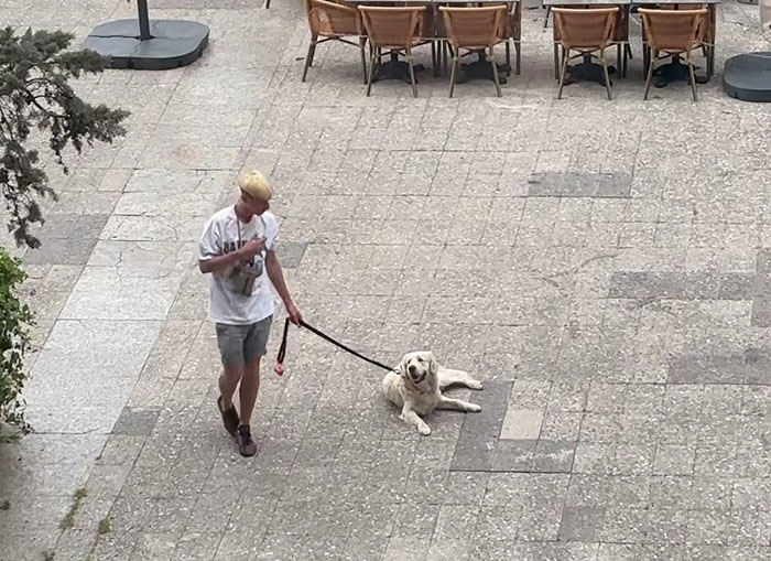Video Of Guy Trying To Convince His Dog To Keep Walking Home Goes Viral As The Dog Refuses To Move Video Of Guy Trying To Convince His Dog To Keep Walking Home Goes Viral As The Dog Refuses To Move