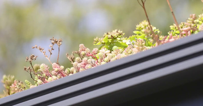 People Online Are Amazed By Dutch City That Recently Installed Over 300 Green-Roofed Bus Stops