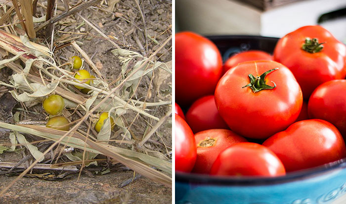 Before and after photos of domesticated fruits and veggies showing wild tomatoes and cultivated red tomatoes in a bowl.