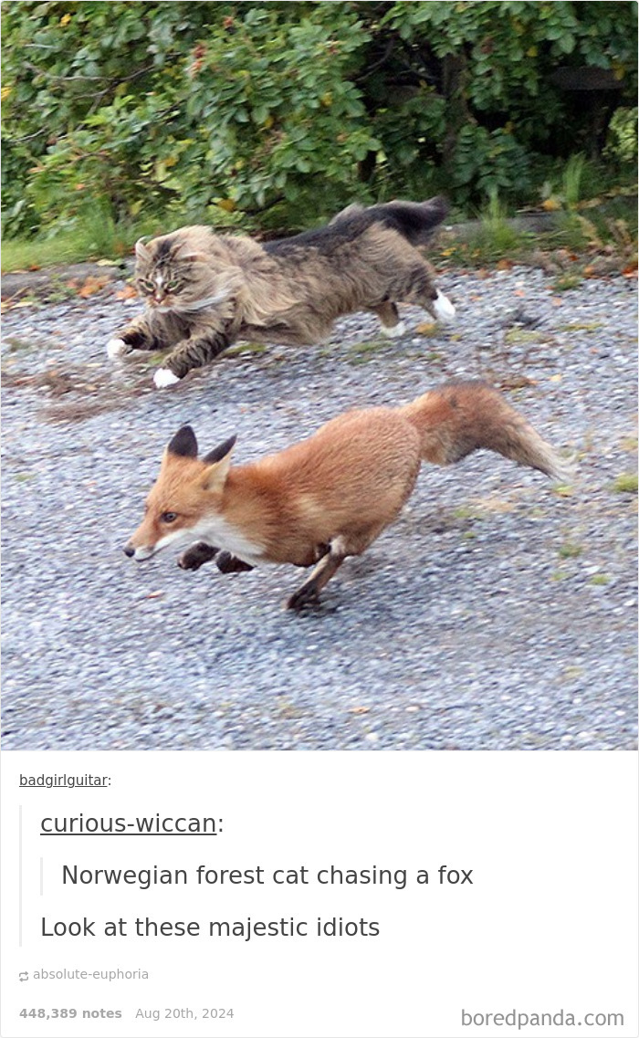 Cute-Cats-Pics-Jokes-Catsandsmiles