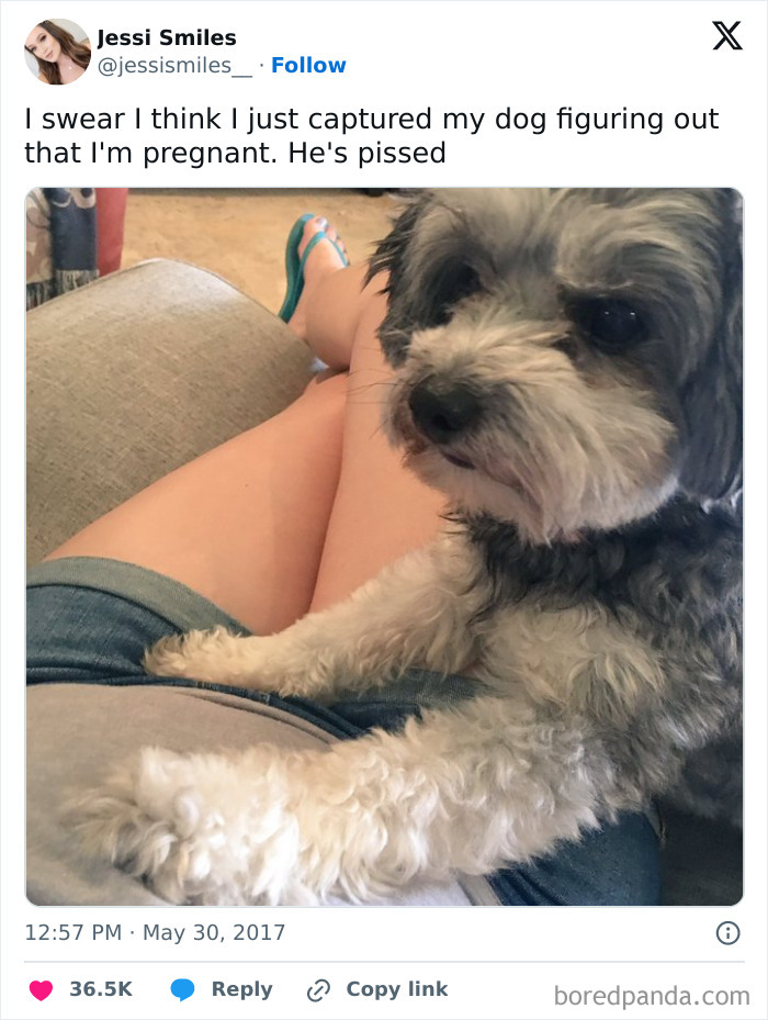 Funny-Tweets-About-Dogs