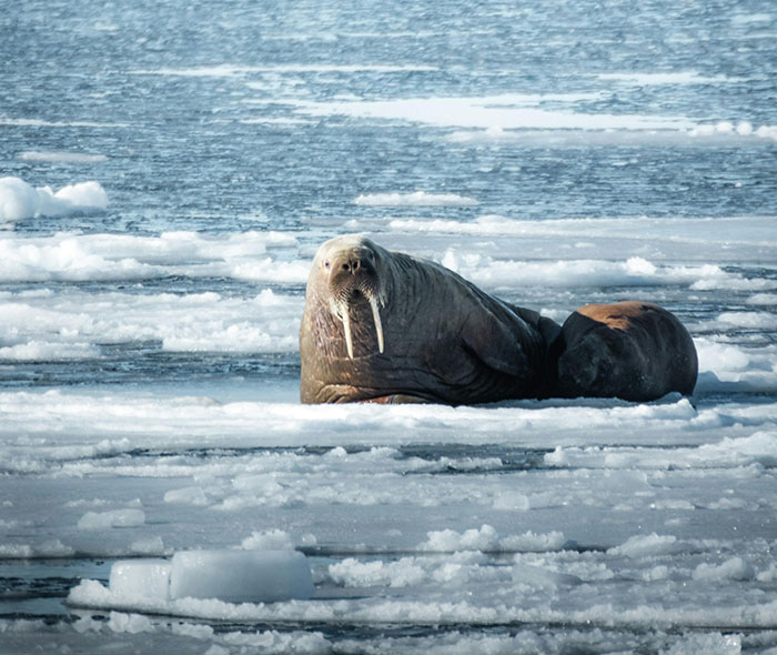 Netizens Can&rsquo;t Get Enough Of This Walrus Who Was Given His Own Raft So He Would Stop Sinking Boats
