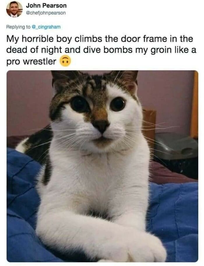 Funny-Cats-Being-Jerks-Memes