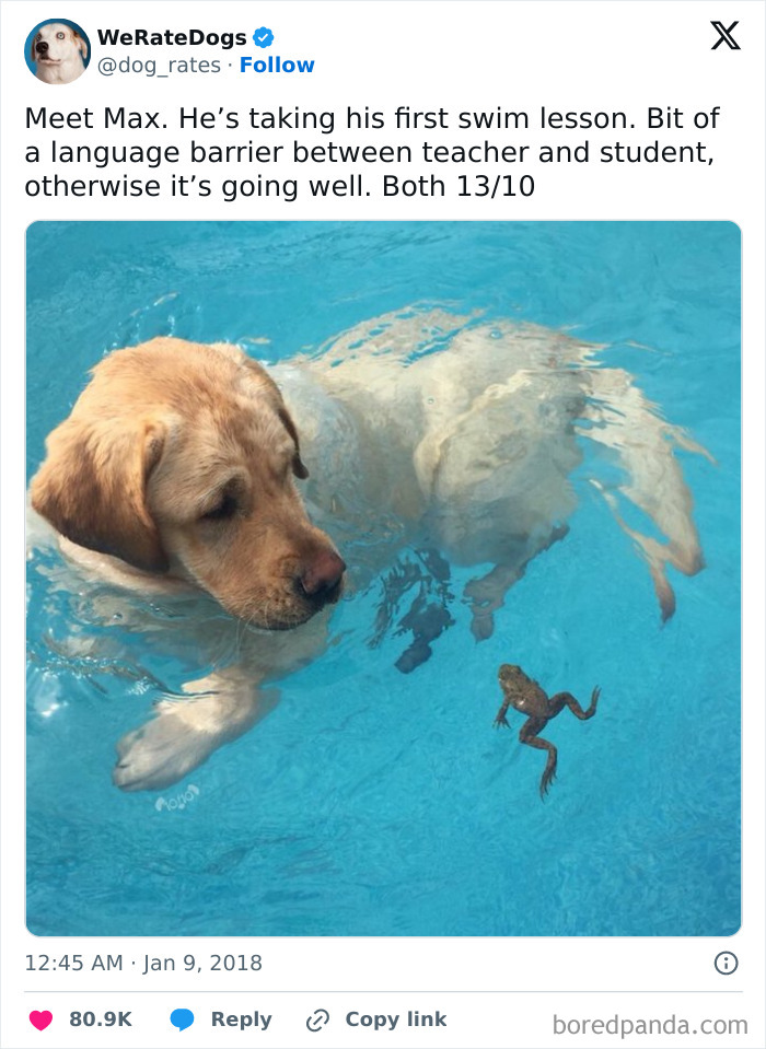 Good Boy Swims With Frog