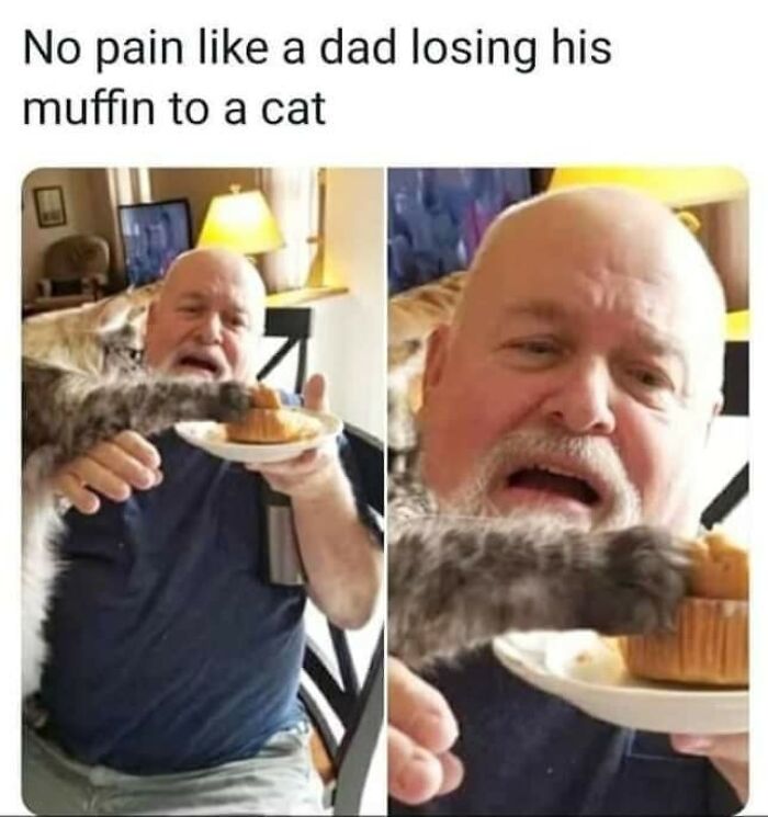 Funny-Cats-Being-Jerks-Memes