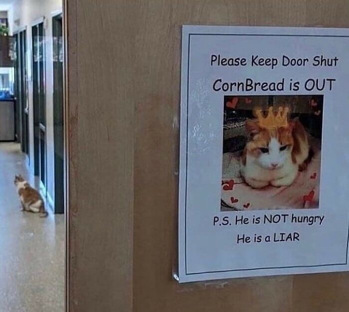 Funny-Cats-Being-Jerks-Memes