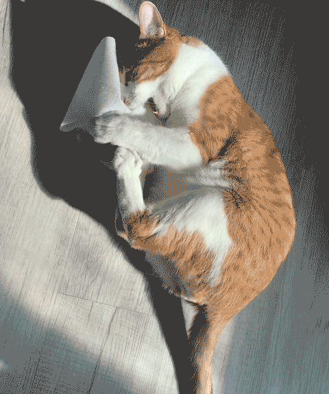 Orange and white cat playfully biting a cone, lying on a sunlit wooden floor, reminiscent of a harmless prank.