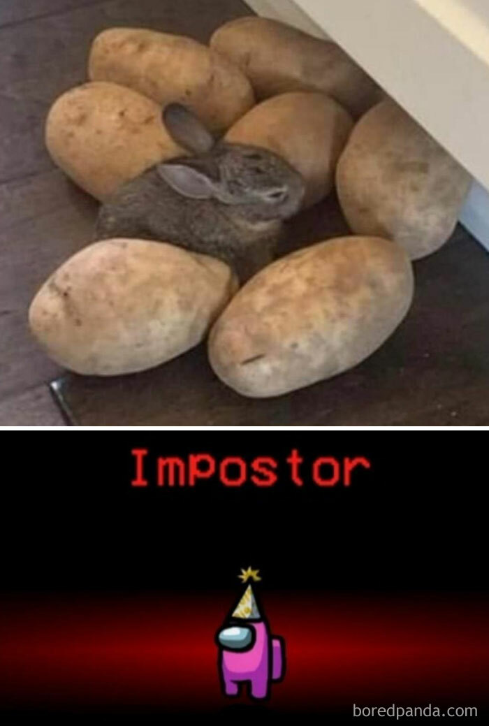 Rabbit hiding among potatoes with "Impostor" Among Us graphic below, humorously depicting hidden imposters.