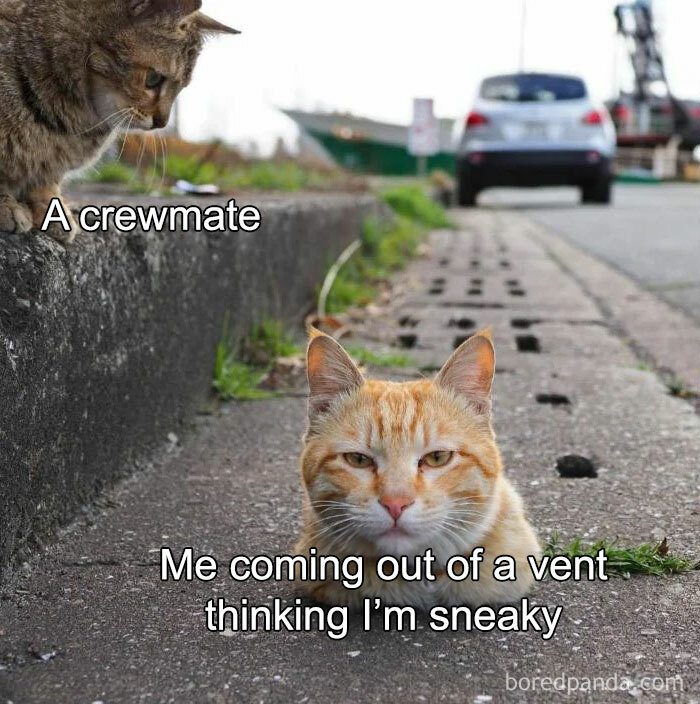 Two cats in an Among Us meme; one is "a crewmate," the other "me coming out of a vent thinking I'm sneaky."