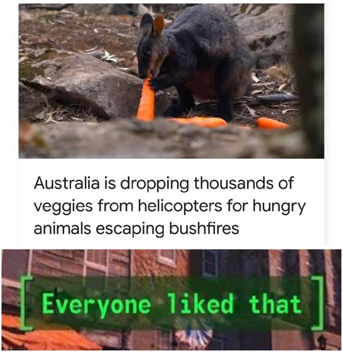 Funny animal meme of a wallaby eating a carrot, with text joking about helicopter veggie drops for animals after bushfires.