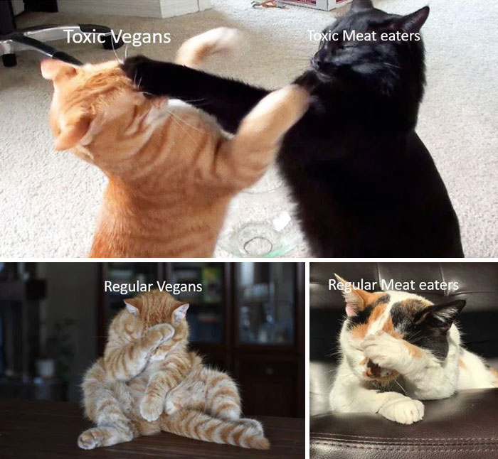 Funny animal meme with four cats: fighting pair labeled "Toxic Vegans" and "Toxic Meat eaters"; facepalming pair labeled "Regular Vegans" and "Regular Meat eaters."