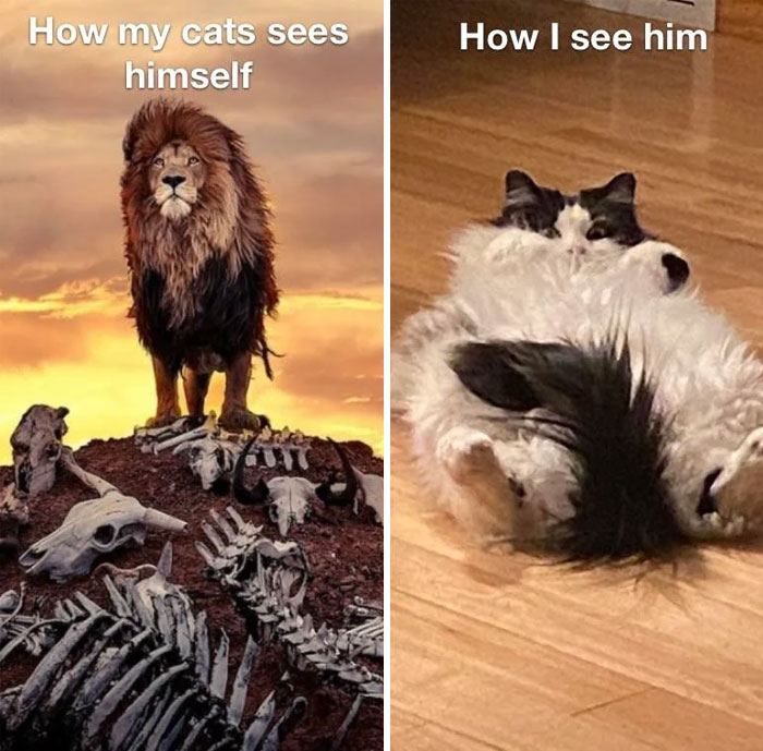 Funny animal meme: a cat imagines itself as a lion, owner sees it as a fluffy pet on its back.