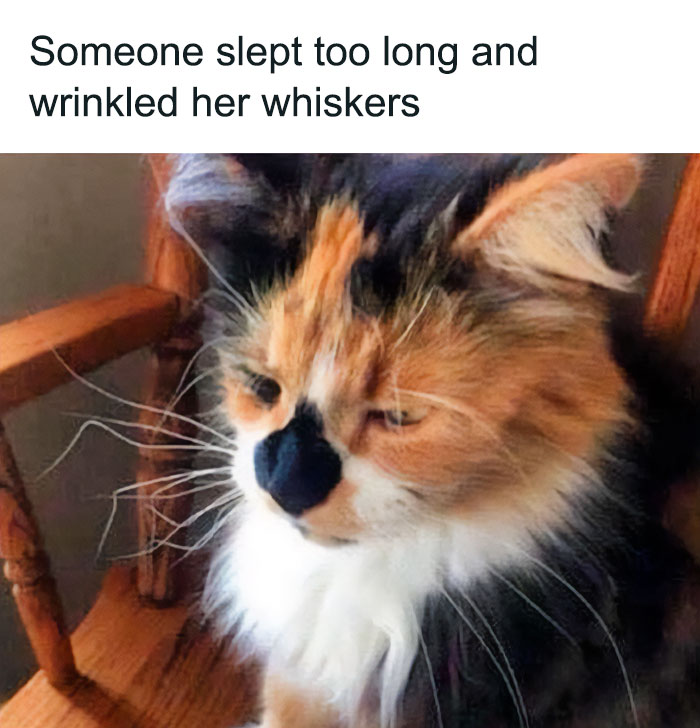 Funny animal meme of a sleepy calico cat with wrinkled whiskers, captioned humorously about oversleeping.