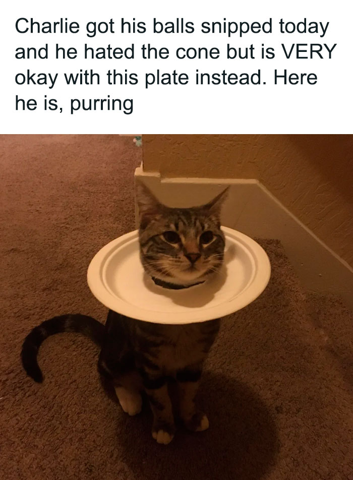 Funny animal meme of a tabby cat wearing a paper plate collar, content after surgery without the usual cone.