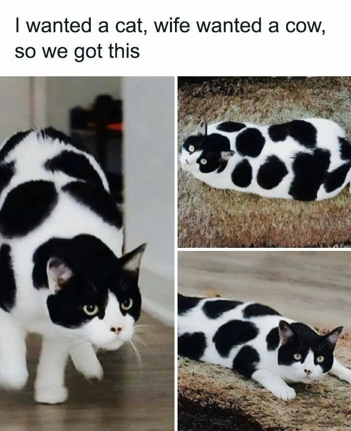 Black and white cat with cow-like markings in a funny animal meme about compromise between wanting a cat or cow.