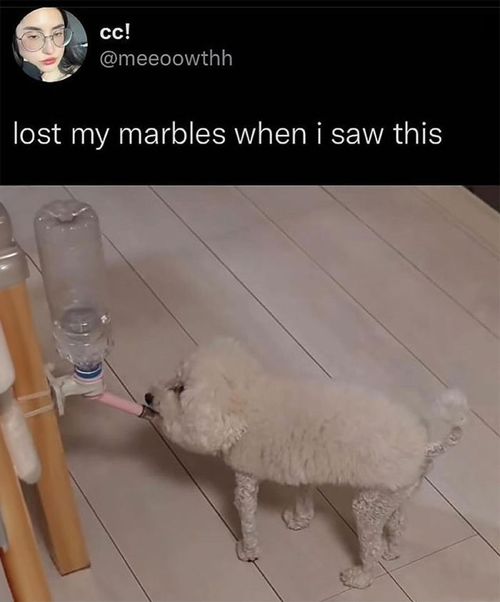 Fluffy white dog drinks from pacifier-like water dispenser, showcasing funny animal meme humor.