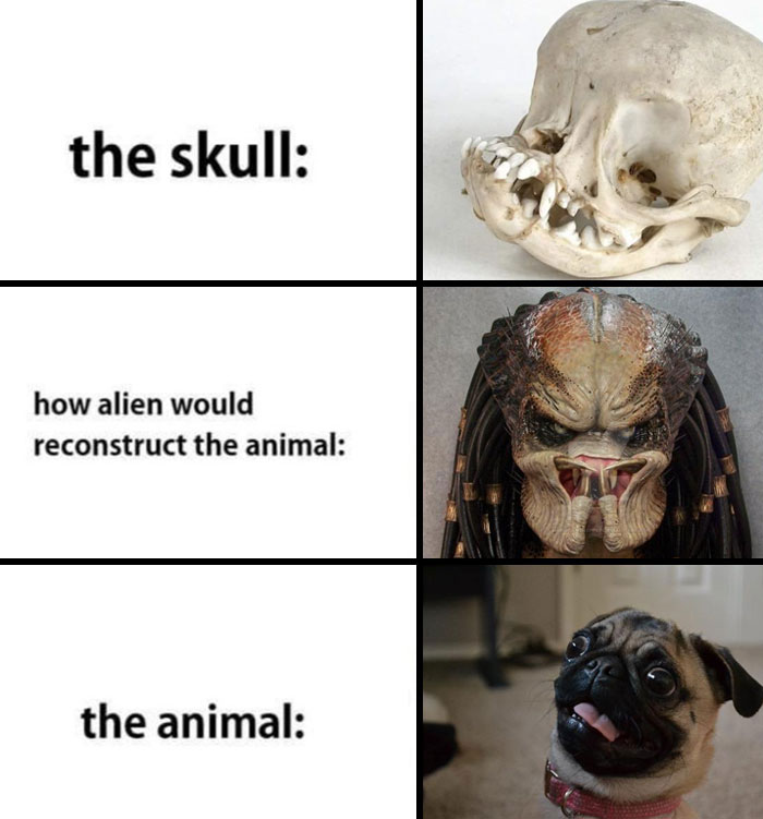 Funny animal meme with pug skull, alien reconstruction, and goofy pug face, showing pets as ultimate comedians.