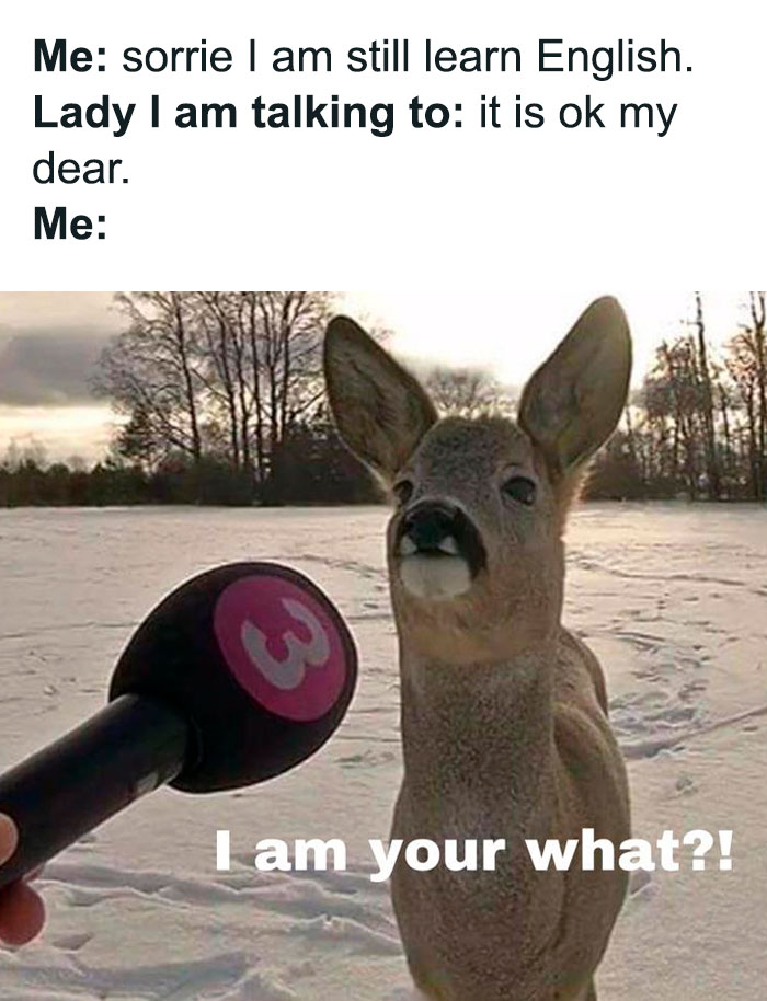 Funny animal meme of a confused deer in snow with a microphone, humorously misinterpreting "my dear" as a romantic term.