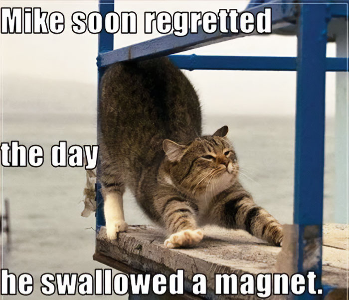 Funny animal meme with a cat stretching between railings, humorously stuck, captioned about swallowing a magnet.