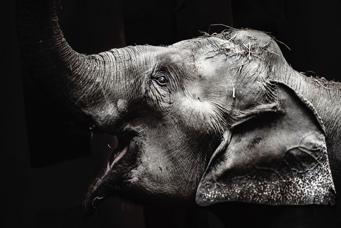 Asian Elephants In Sapporo Maruyama Zoo (15 Pics)