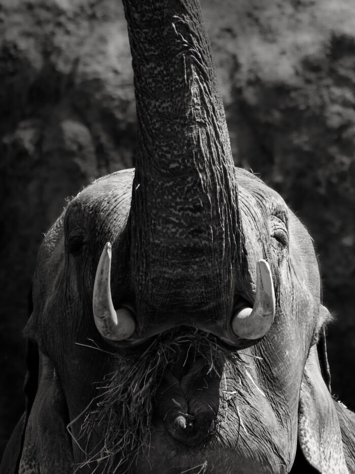 Asian Elephants In Sapporo Maruyama Zoo (15 Pics)