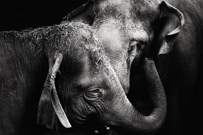 Asian Elephants In Sapporo Maruyama Zoo (15 Pics)