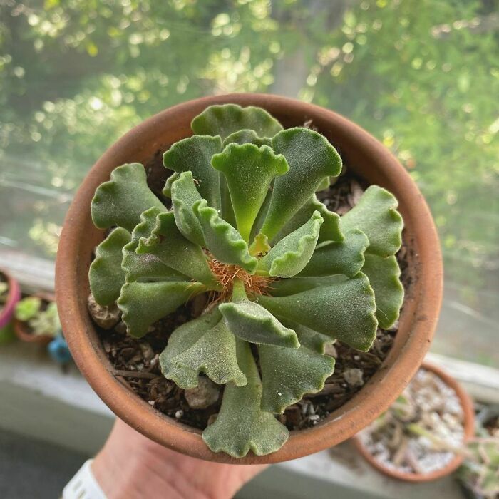 This Pal Is Known As A Key-Lime Pie Plant, But I Think It Looks More Like Ravioli