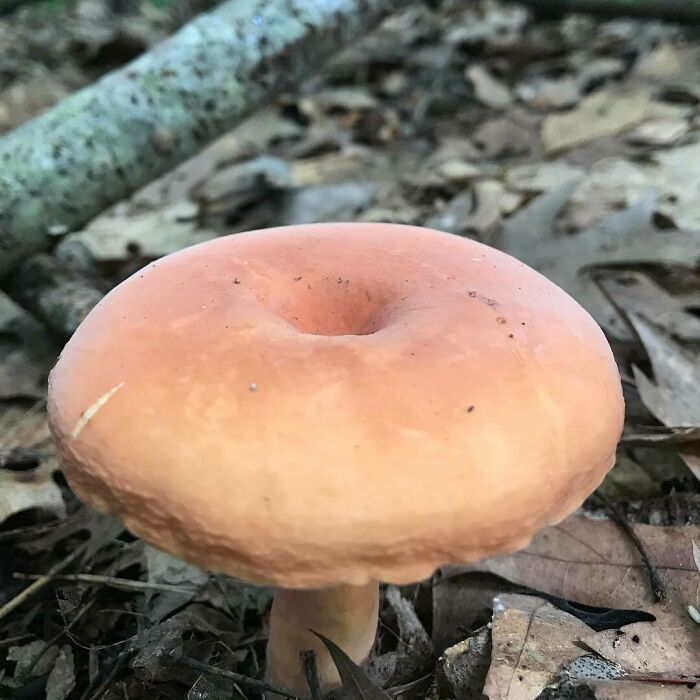 Never Eat A Mushroom You Can’t 100% Identify. That Said, Mm, Donut