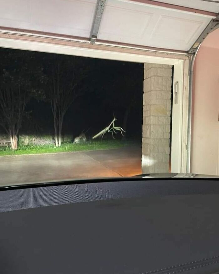 Giant praying mantis crawling outside a garage at night, offering a very random pic to bring a sprinkle of joy.