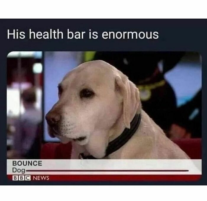 Animal-Memes-Youronlysourceofserotonin