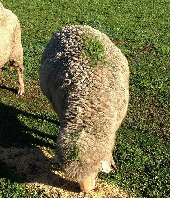 Sheep with grass growing on its back while grazing, a very random pic to bring a sprinkle of joy into your life.