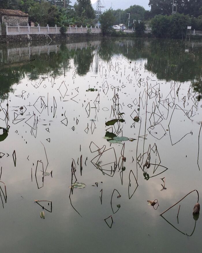 Abstract shapes formed by dried plants reflected in a calm pond, creating very random pics to bring a sprinkle of joy.