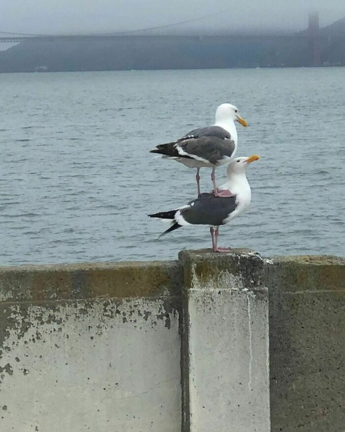Two seagulls stacked on a concrete barrier by the water, a very random pic to bring a sprinkle of joy into life.