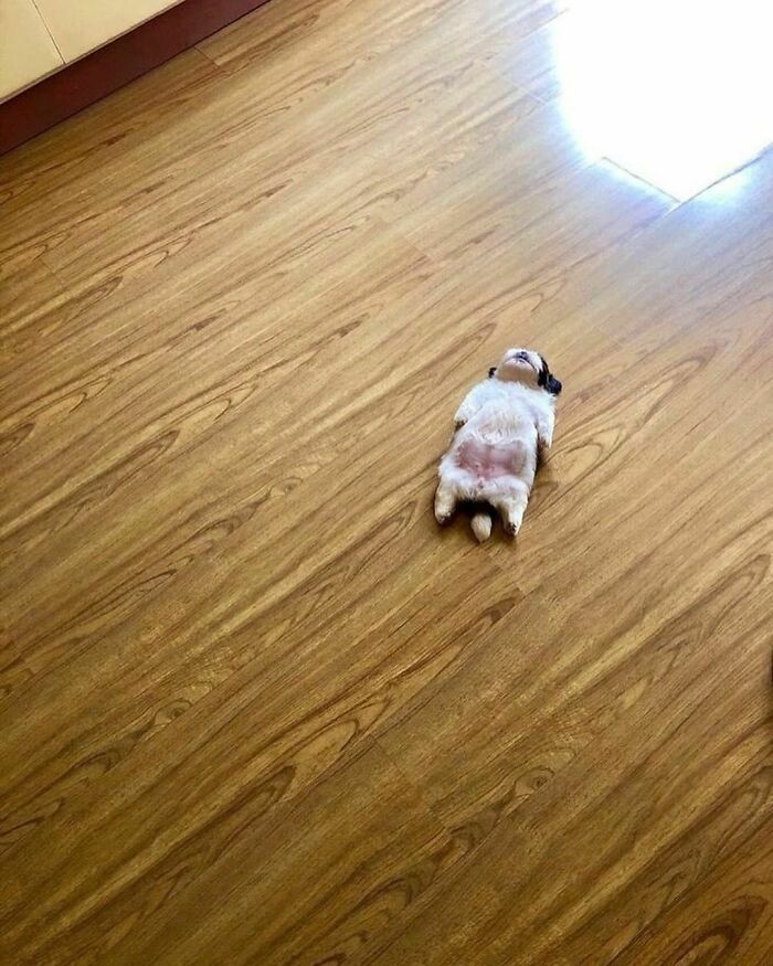 Small dog lying on its back on wooden floor, one of the very random pics to bring a sprinkle of joy into life