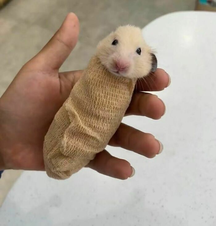 Small hamster wrapped snugly in a bandage held gently in a hand, a random pic to bring joy and smiles.