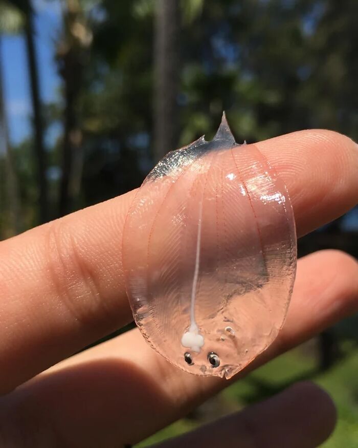 Un pez plano translúcido. Cuando son jóvenes son completamente transparentes, antes de crecer y trasladarse al fondo marino como adultos.