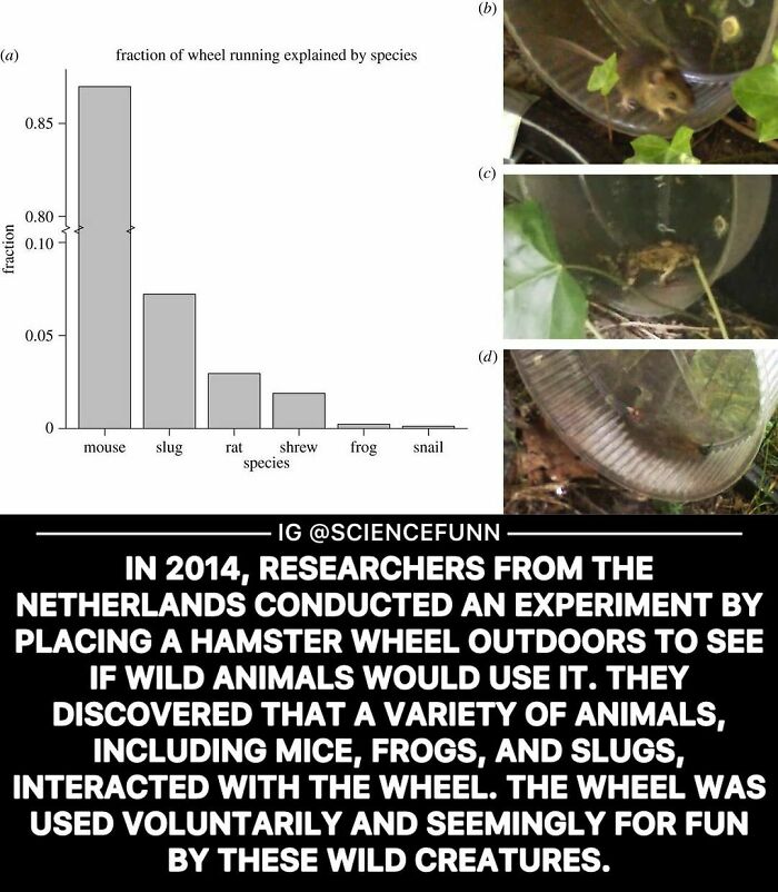Bar graph and images showing wild animals like mice and frogs using a hamster wheel in a science experiment.
