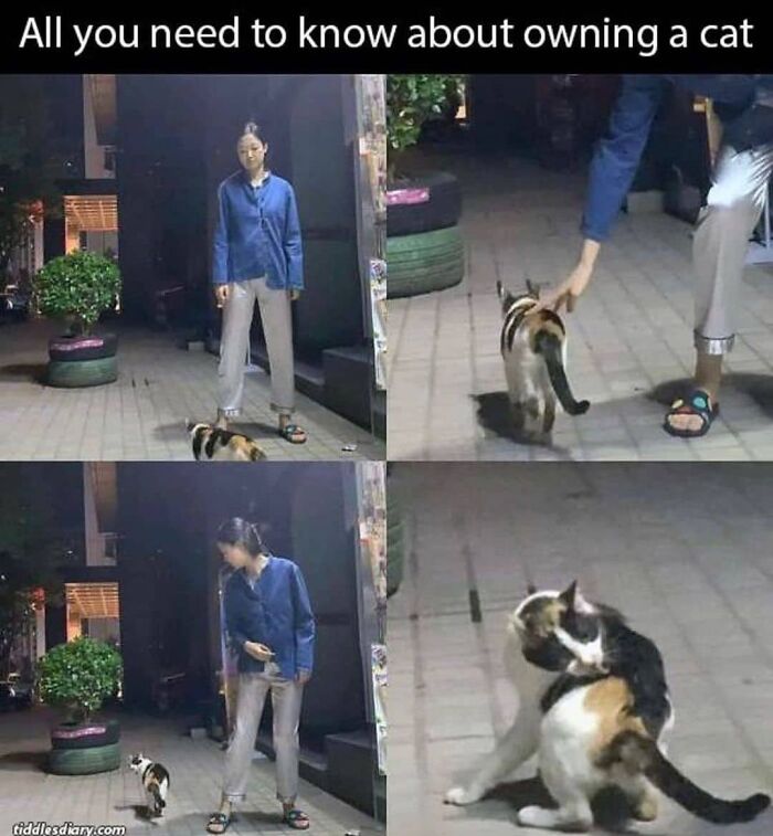 Cute-Cats-Pics-Jokes-Catsandsmiles