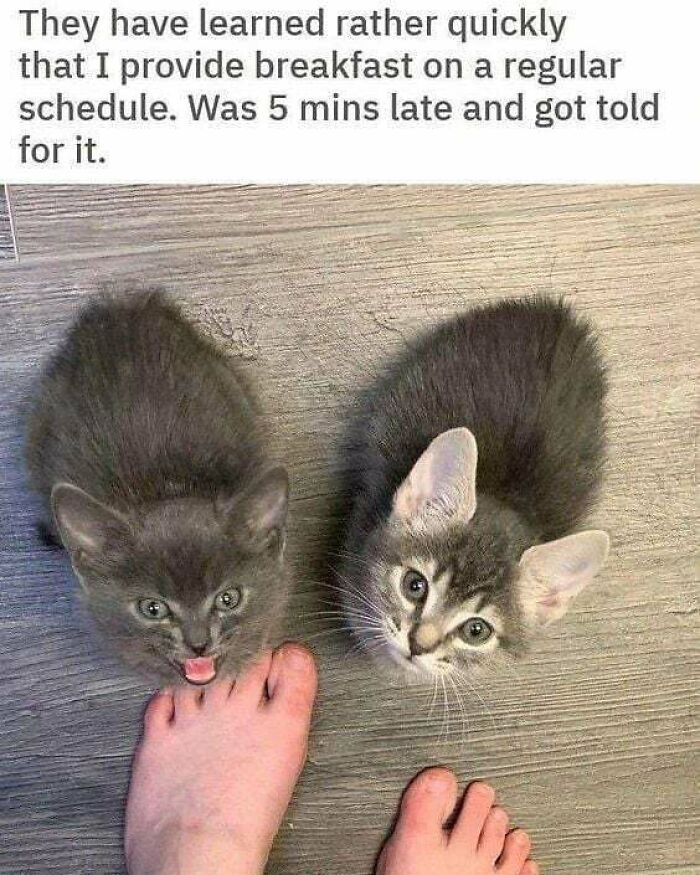 Cute-Cats-Pics-Jokes-Catsandsmiles