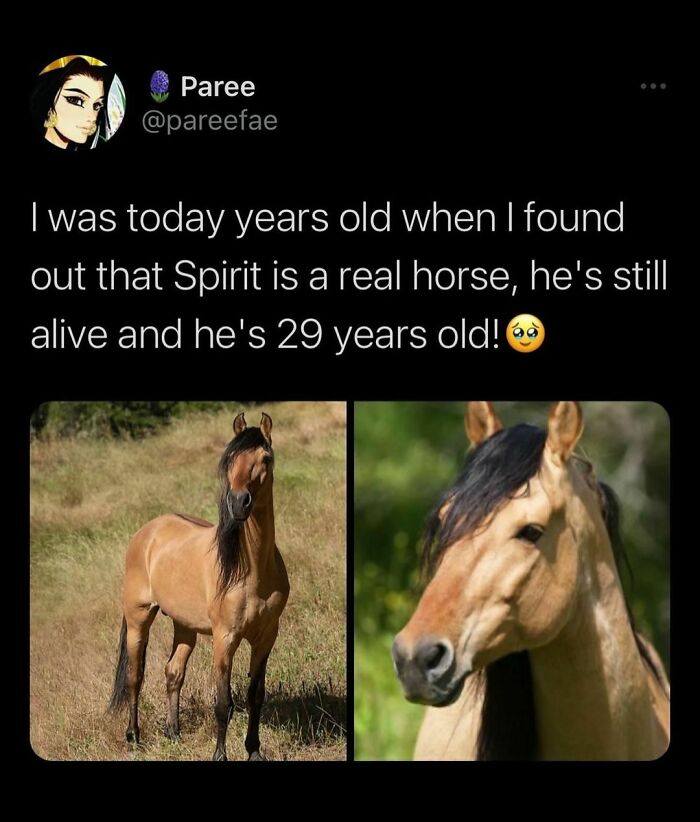 Animal-Memes-Youronlysourceofserotonin