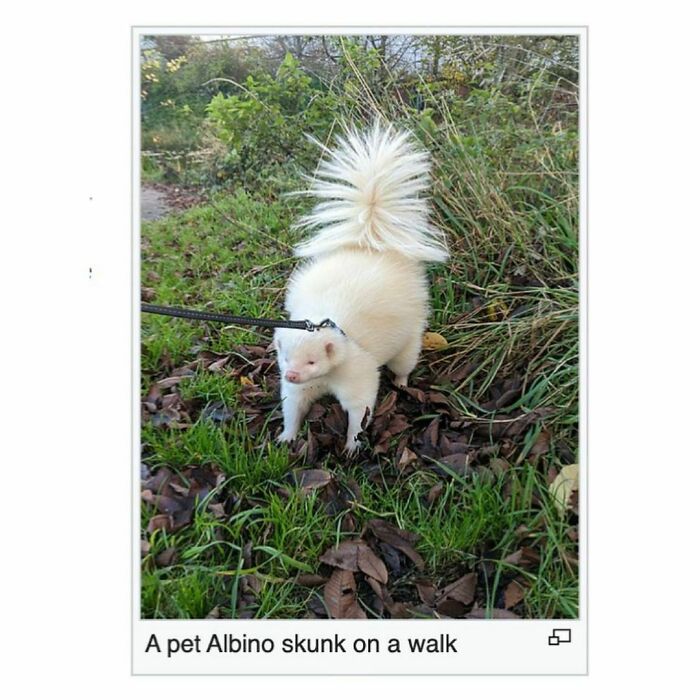 Weird-Funny-Wikipedia-Articles